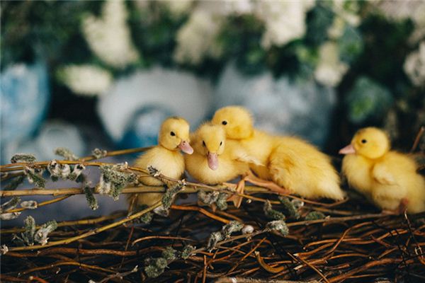 梦见买鸭子是什么意思 梦见买鸭子是什么意思