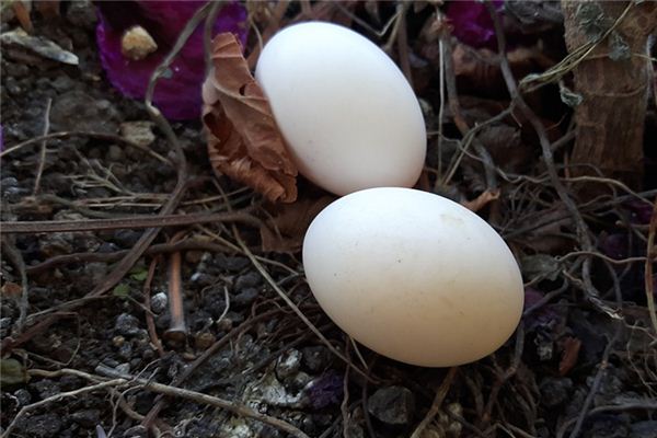 梦见鸽子蛋是什么意思 梦见鸽子蛋是什么意思