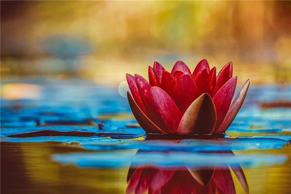 梦见孕妇花是什么意思