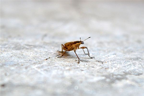 梦见被虫咬是什么预兆