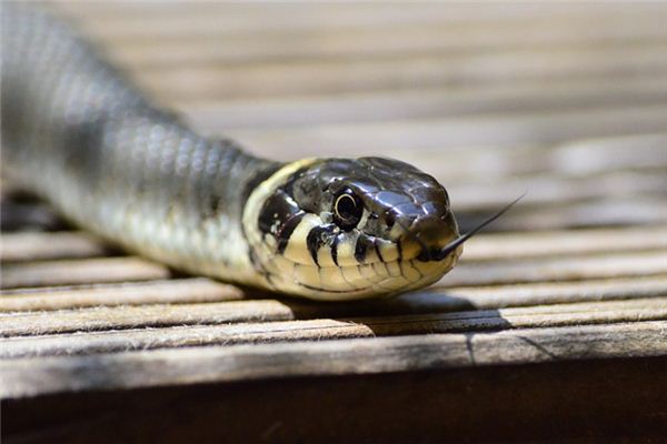 梦见怀孕蛇是什么意思 梦见怀孕蛇是什么意思