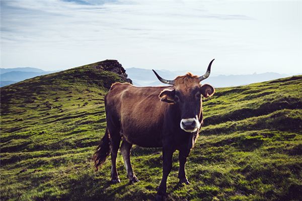 梦见孕妇牛是什么意思 梦见孕妇牛是什么意思