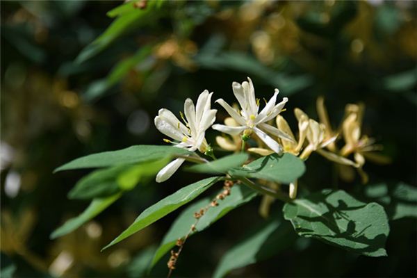 梦见金银花是什么预兆