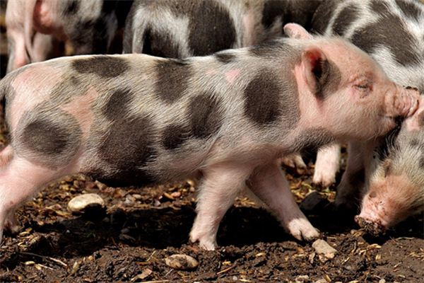 梦见被猪追是什么意思 梦见被猪追是什么意思