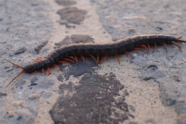 梦见大蜈蚣是什么意思 梦见大蜈蚣是什么意思