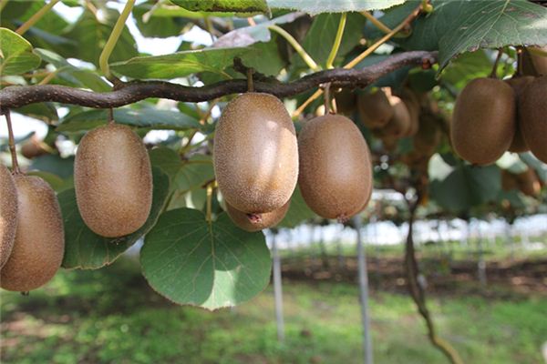 梦见猕猴桃是什么预兆 梦见猕猴桃是什么预兆