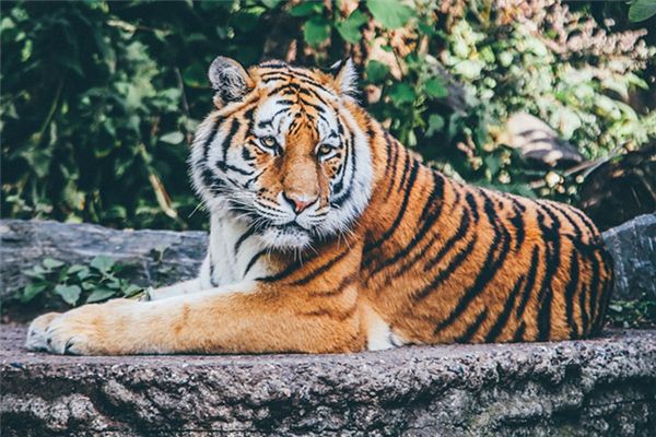 梦见动物园是什么预兆 梦见动物园是什么预兆