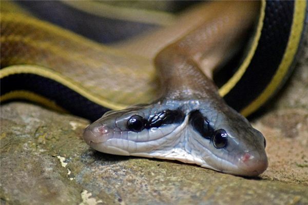 梦见双头蛇是什么意思 梦见双头蛇是什么意思