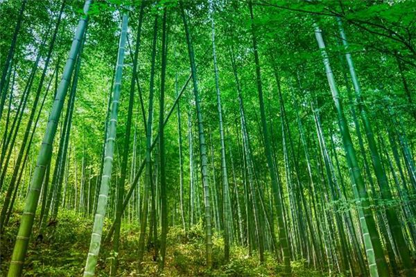 梦见砍竹子是什么意思