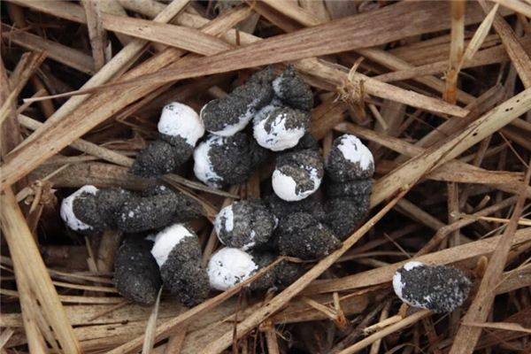 梦见很多屎是什么意思 梦见很多屎是什么意思