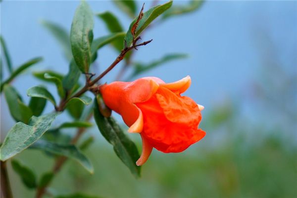 梦见石榴花是什么意思 梦见石榴花是什么意思