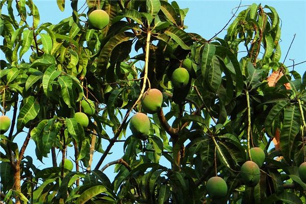 梦见芒果树是什么意思 梦见芒果树是什么意思