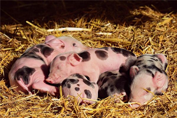 梦见一群猪是什么意思 梦见一群猪是什么意思