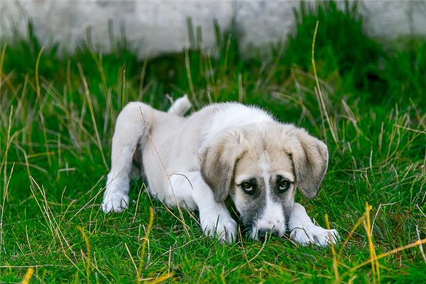 梦见狗生病是什么意思 梦见狗生病是什么意思