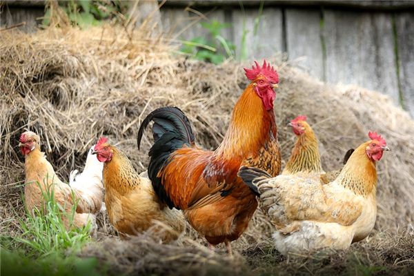 梦见很多鸡是什么意思 梦见很多鸡是什么意思