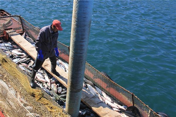 梦见捉到鱼是什么意思 梦见捉到鱼是什么意思