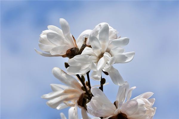 梦见玉兰花是什么意思 梦见玉兰花是什么意思
