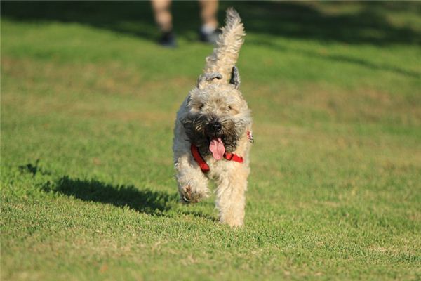 梦见让狗咬是什么意思 梦见让狗咬是什么意思