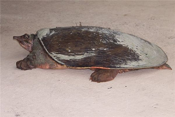 梦见捉甲鱼是什么意思 梦见捉甲鱼是什么意思