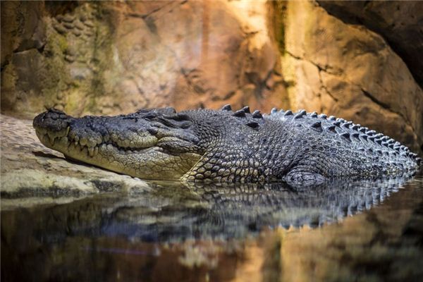 梦见鳄鱼咬我 梦见鳄鱼咬我