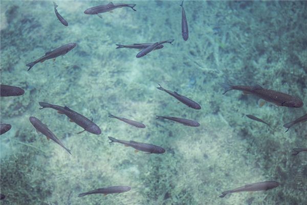 做梦梦到好多小鱼 做梦梦到好多小鱼