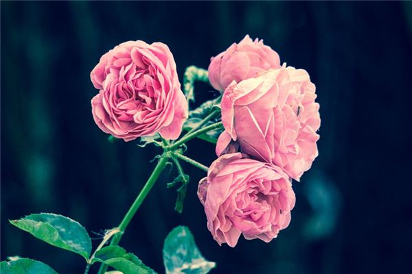 梦到鲜花盛开 梦到鲜花盛开