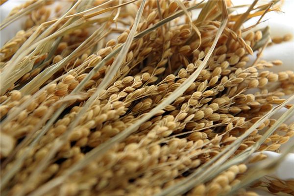 梦见收谷子是什么意思 梦见收谷子是什么意思