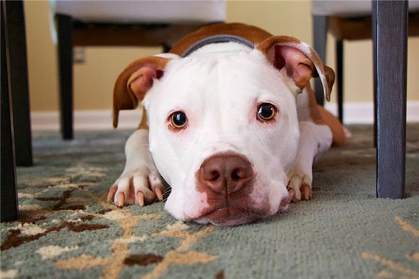 梦见狗做爱是什么意思 梦见狗做爱是什么意思