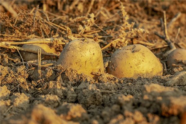 梦见捡土豆是什么意思 梦见捡土豆是什么意思