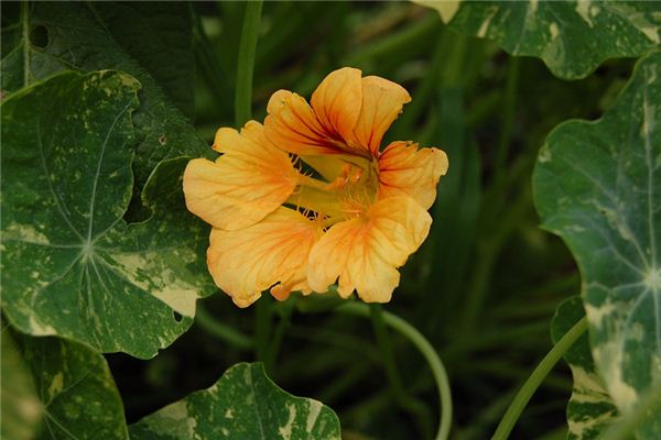 梦见南瓜花是什么意思 梦见南瓜花是什么意思
