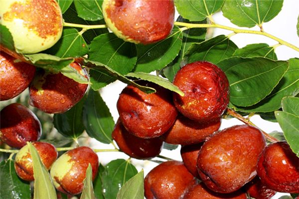 梦见摘红枣是什么意思 梦见摘红枣是什么意思