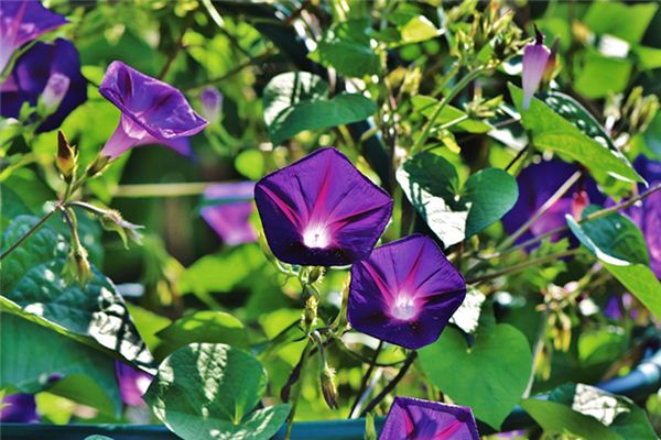 梦见喇叭花是什么意思 梦见喇叭花是什么意思