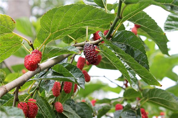 梦见摘桑葚是什么意思 梦见摘桑葚是什么意思