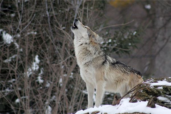 梦见狼咬我是什么意思 梦见狼咬我是什么意思