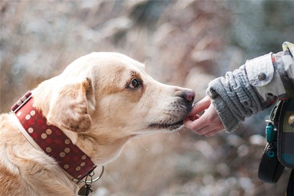 梦见被狗咬手指是什么意思 梦见被狗咬手指是什么意思
