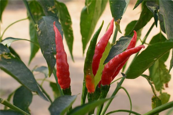 梦见辣椒树是什么意思 梦见辣椒树是什么意思