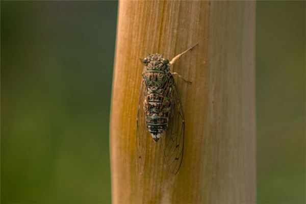 梦见捉知了是什么意思 梦见捉知了是什么意思