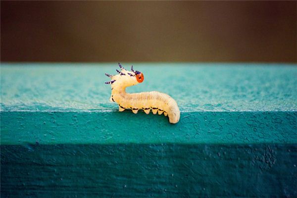 梦见很多蛆是什么意思 梦见很多蛆是什么意思