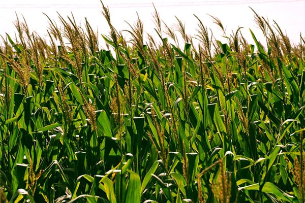 梦见种庄稼是什么意思 梦见种庄稼是什么意思