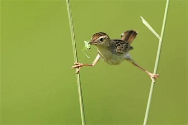 梦见踩高跷是什么预兆 梦见踩高跷是什么预兆