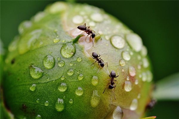 梦见嘴内有虫是什么意思 梦见嘴内有虫《梦见嘴内有虫子在爬》 周公解梦