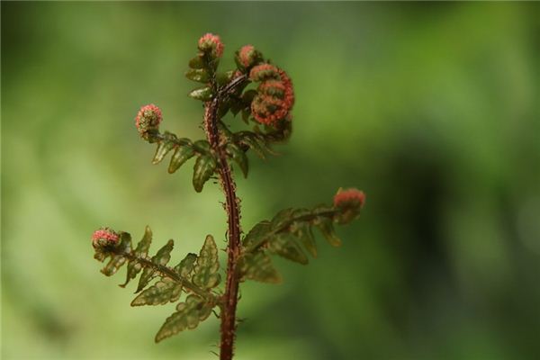 梦见蕨类植物是什么意思 梦见蕨类植物《梦见蕨类植物茂盛》 周公解梦