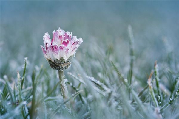 梦见雪中开花是什么意思 梦见雪中开花《梦见雪中开花是什么预兆》 周公解梦