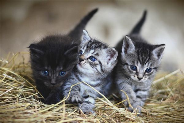 梦见猫生小猫是什么意思 梦见猫生小猫《梦见猫生小猫是什么预兆 女性》 周公解梦