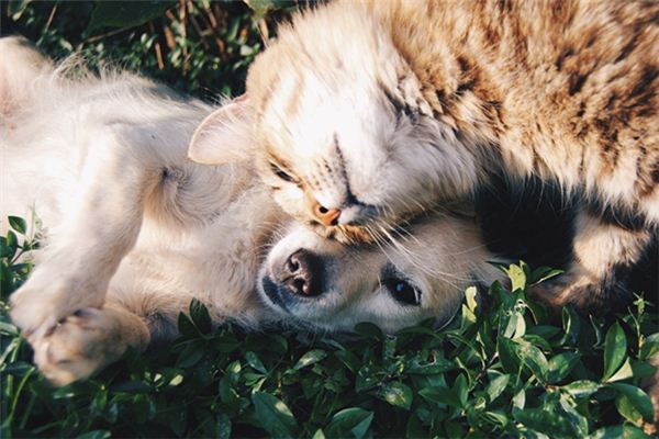 梦见狗咬死猫是什么意思 梦见狗咬死猫《梦见狗咬死猫是什么预兆》 周公解梦