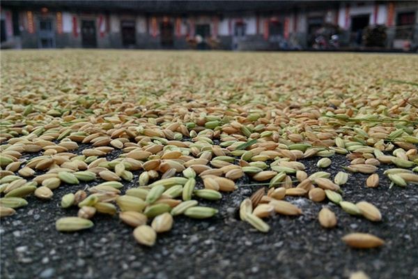 梦见打谷脱粒是什么意思 梦见打谷脱粒《梦见打谷脱粒什么意思》 周公解梦