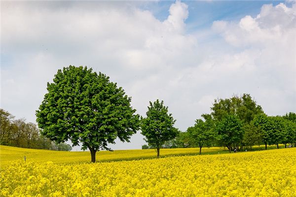 梦见遍地菜花是什么意思 梦见遍地菜花《梦见遍地菜花什么意思》 周公解梦