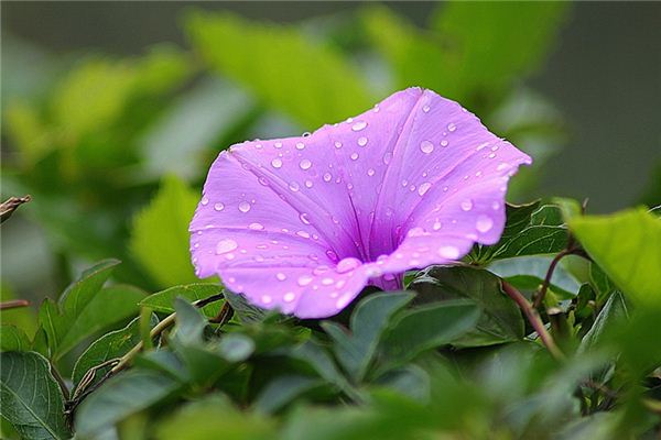 梦见牵牛花开是什么意思 梦见牵牛花开《梦见牵牛花开是什么预兆》 周公解梦