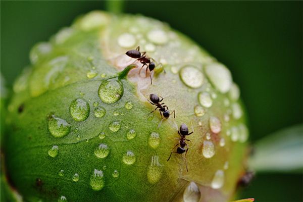 梦见蚂蚁搬家是什么意思 梦见蚂蚁搬家《梦见蚂蚁搬家周公解梦》 周公解梦