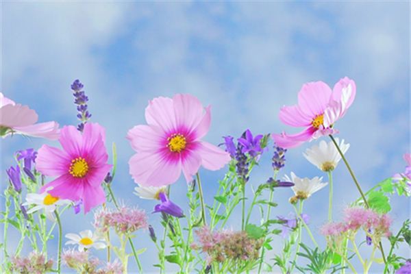 梦见春暖花开是什么意思 梦见春暖花开是什么意思